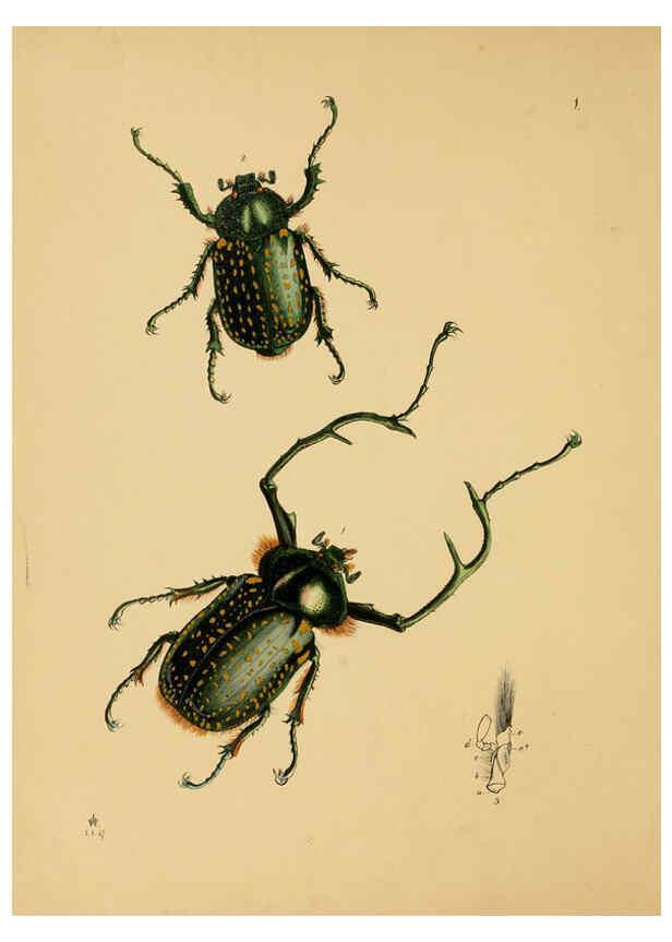 Reproducción/Reproduction 5974290473: The cabinet of oriental entomology London :William Smith, 113 Fleet Street,[1848] 