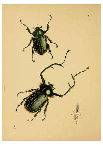 Reproducción/Reproduction 5974290473: The cabinet of oriental entomology London :William Smith, 113 Fleet Street,[1848] 
