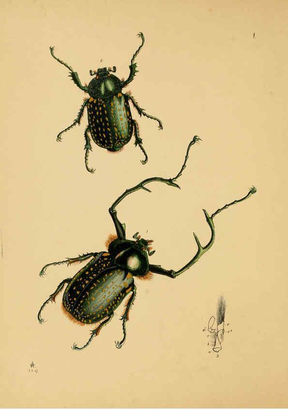 Reproducción/Reproduction 5974290473: The cabinet of oriental entomology London :William Smith, 113 Fleet Street,[1848] 