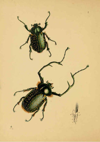 Reproducción/Reproduction 5974290473: The cabinet of oriental entomology London :William Smith, 113 Fleet Street,[1848] 