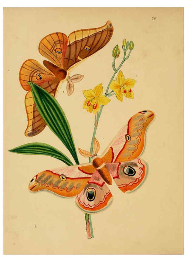 Reproducción/Reproduction 5974283193: The cabinet of oriental entomology London :William Smith, 113 Fleet Street,[1848] 