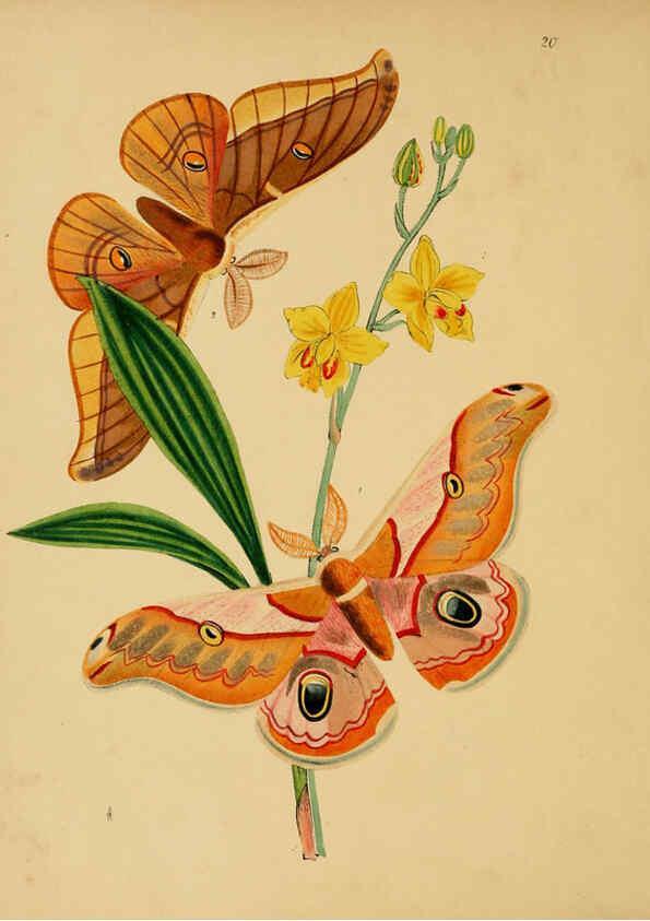 Reproducción/Reproduction 5974283193: The cabinet of oriental entomology London :William Smith, 113 Fleet Street,[1848] 