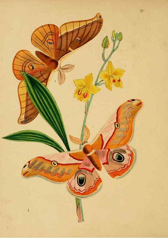 Reproducción/Reproduction 5974283193: The cabinet of oriental entomology London :William Smith, 113 Fleet Street,[1848] 