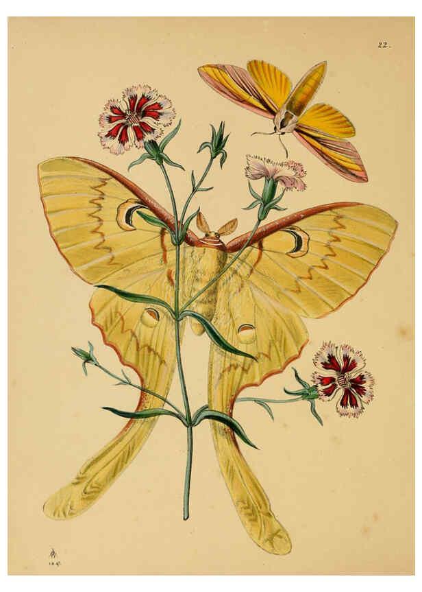 Reproducción/Reproduction 5974843284: The cabinet of oriental entomology London :William Smith, 113 Fleet Street,[1848] 