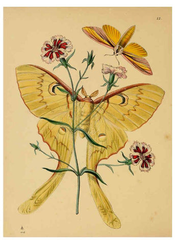 Reproducción/Reproduction 5974843284: The cabinet of oriental entomology London :William Smith, 113 Fleet Street,[1848] 