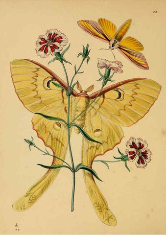Reproducción/Reproduction 5974843284: The cabinet of oriental entomology London :William Smith, 113 Fleet Street,[1848] 