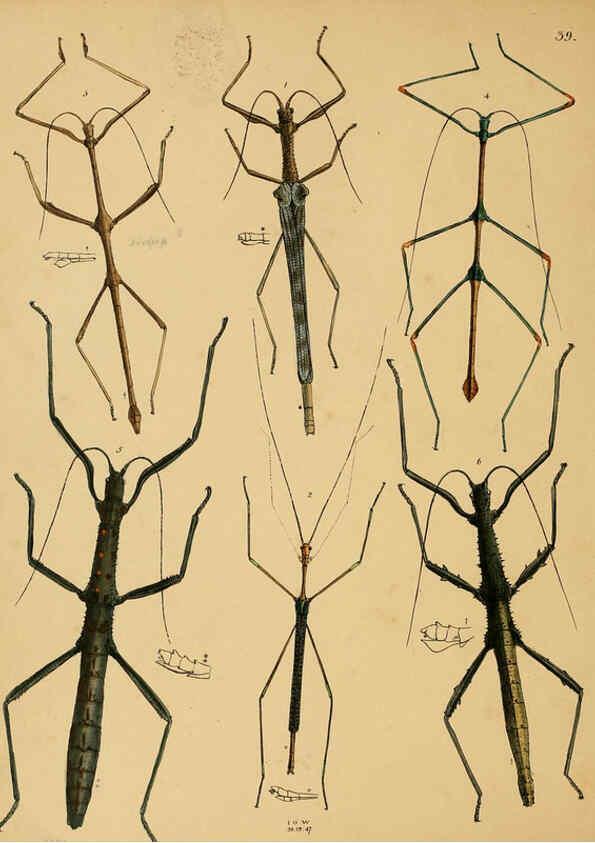 Reproducción/Reproduction 5974836552: The cabinet of oriental entomology London :William Smith, 113 Fleet Street,[1848] 