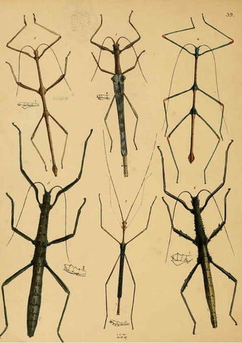 Reproducción/Reproduction 5974836552: The cabinet of oriental entomology London :William Smith, 113 Fleet Street,[1848] 