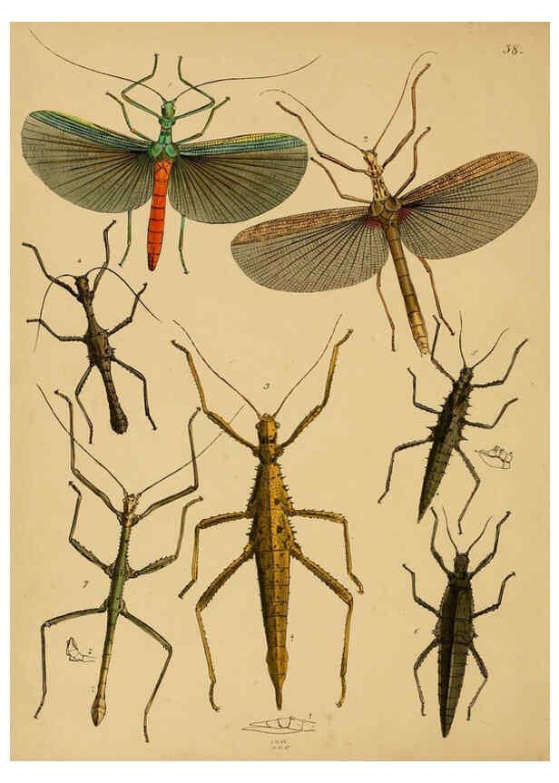 Reproducción/Reproduction 5974836980: The cabinet of oriental entomology London :William Smith, 113 Fleet Street,[1848] 
