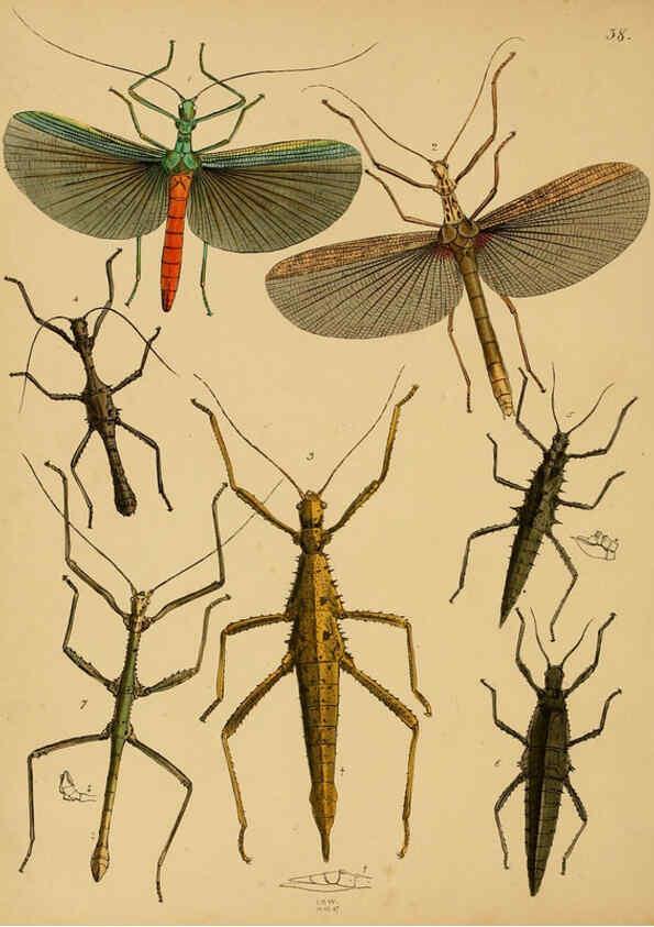 Reproducción/Reproduction 5974836980: The cabinet of oriental entomology London :William Smith, 113 Fleet Street,[1848] 