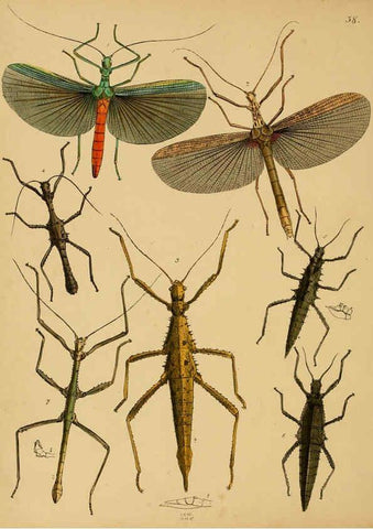 Reproducción/Reproduction 5974836980: The cabinet of oriental entomology London :William Smith, 113 Fleet Street,[1848] 