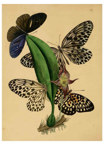 Reproducción/Reproduction 5974837374: The cabinet of oriental entomology London :William Smith, 113 Fleet Street,[1848] 