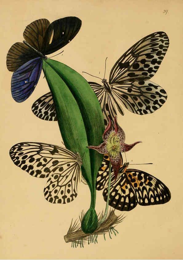 Reproducción/Reproduction 5974837374: The cabinet of oriental entomology London :William Smith, 113 Fleet Street,[1848] 
