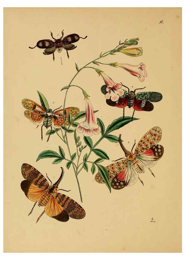 Reproducción/Reproduction 5974276865: The cabinet of oriental entomology London :William Smith, 113 Fleet Street,[1848] 