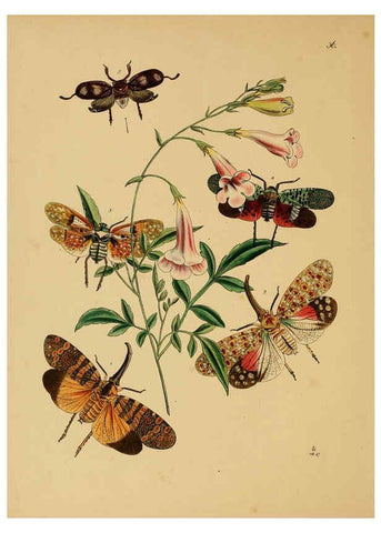 Reproducción/Reproduction 5974276865: The cabinet of oriental entomology London :William Smith, 113 Fleet Street,[1848] 