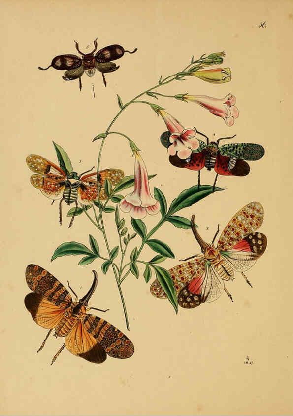 Reproducción/Reproduction 5974276865: The cabinet of oriental entomology London :William Smith, 113 Fleet Street,[1848] 