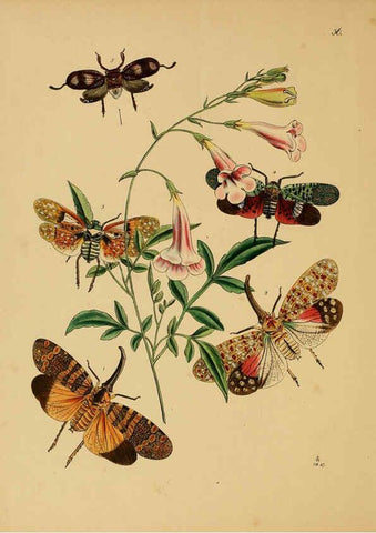 Reproducción/Reproduction 5974276865: The cabinet of oriental entomology London :William Smith, 113 Fleet Street,[1848] 