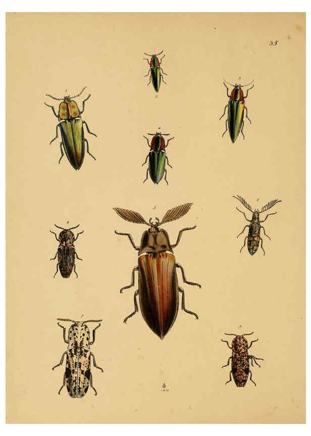 Reproducción/Reproduction 5974277253: The cabinet of oriental entomology London :William Smith, 113 Fleet Street,[1848] 