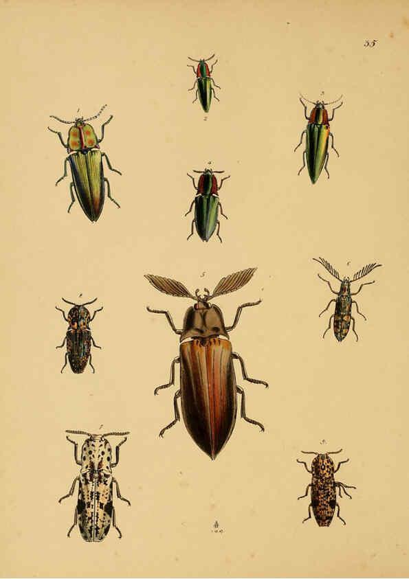 Reproducción/Reproduction 5974277253: The cabinet of oriental entomology London :William Smith, 113 Fleet Street,[1848] 