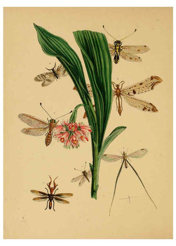 Reproducción/Reproduction 5974278093: The cabinet of oriental entomology London :William Smith, 113 Fleet Street,[1848] 