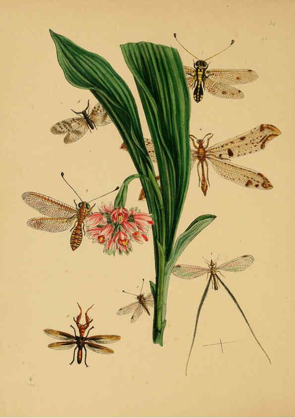 Reproducción/Reproduction 5974278093: The cabinet of oriental entomology London :William Smith, 113 Fleet Street,[1848] 