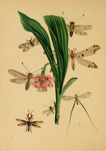 Reproducción/Reproduction 5974278093: The cabinet of oriental entomology London :William Smith, 113 Fleet Street,[1848] 