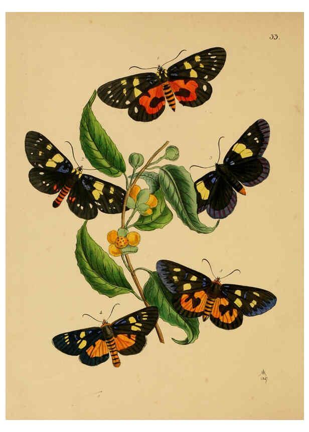 Reproducción/Reproduction 5974278385: The cabinet of oriental entomology London :William Smith, 113 Fleet Street,[1848] 