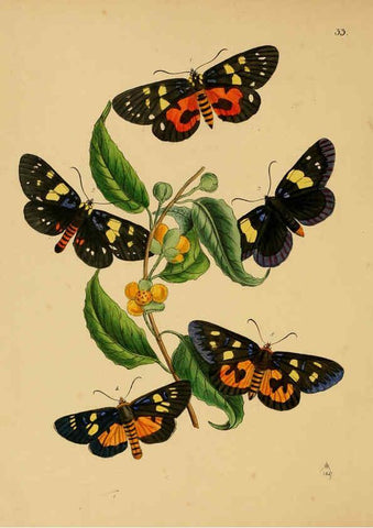 Reproducción/Reproduction 5974278385: The cabinet of oriental entomology London :William Smith, 113 Fleet Street,[1848] 