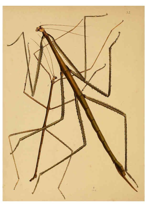 Reproducción/Reproduction 5974278797: The cabinet of oriental entomology London :William Smith, 113 Fleet Street,[1848] 