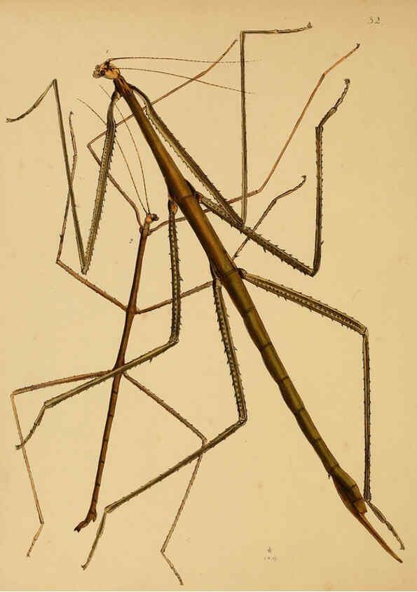 Reproducción/Reproduction 5974278797: The cabinet of oriental entomology London :William Smith, 113 Fleet Street,[1848] 