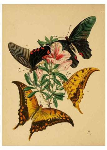 Reproducción/Reproduction 5974279139: The cabinet of oriental entomology London :William Smith, 113 Fleet Street,[1848] 