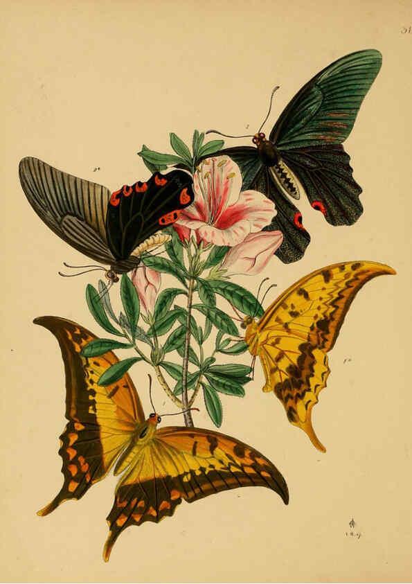 Reproducción/Reproduction 5974279139: The cabinet of oriental entomology London :William Smith, 113 Fleet Street,[1848] 