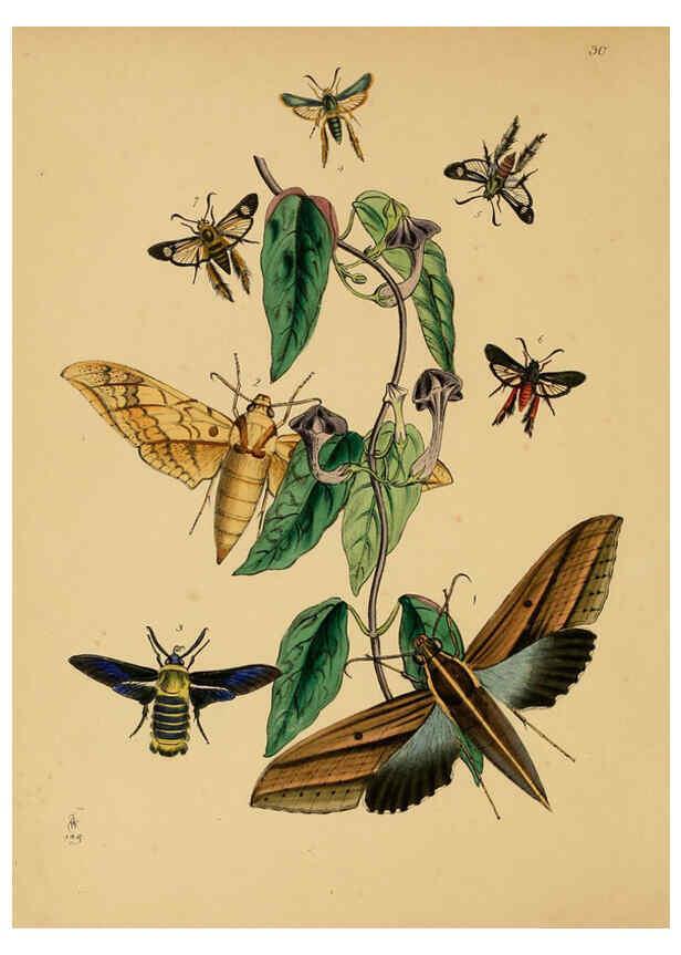 Reproducción/Reproduction 5974279555: The cabinet of oriental entomology London :William Smith, 113 Fleet Street,[1848] 