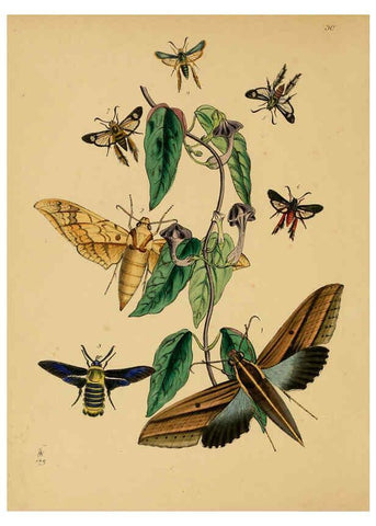 Reproducción/Reproduction 5974279555: The cabinet of oriental entomology London :William Smith, 113 Fleet Street,[1848] 