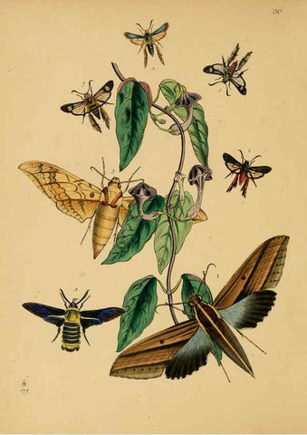 Reproducción/Reproduction 5974279555: The cabinet of oriental entomology London :William Smith, 113 Fleet Street,[1848] 