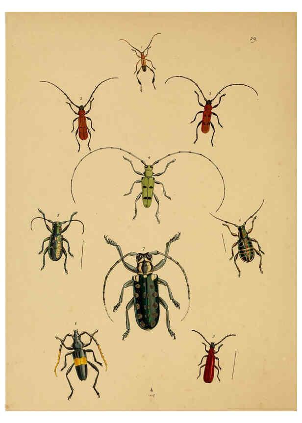 Reproducción/Reproduction 5974279981: The cabinet of oriental entomology London :William Smith, 113 Fleet Street,[1848] 