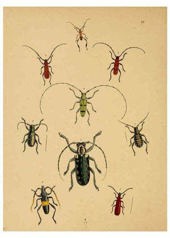 Reproducción/Reproduction 5974279981: The cabinet of oriental entomology London :William Smith, 113 Fleet Street,[1848] 