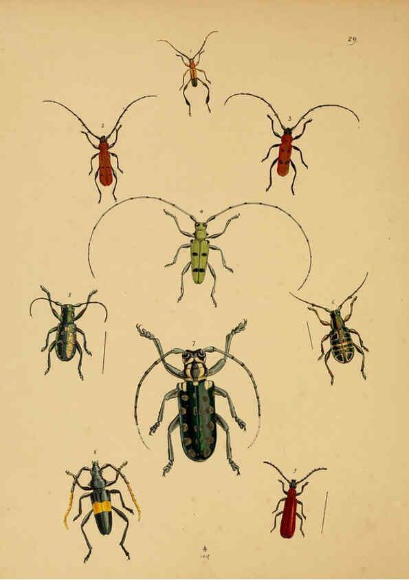 Reproducción/Reproduction 5974279981: The cabinet of oriental entomology London :William Smith, 113 Fleet Street,[1848] 
