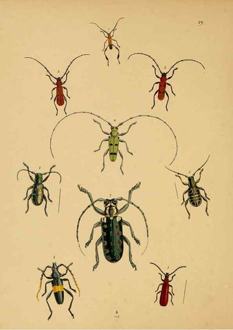 Reproducción/Reproduction 5974279981: The cabinet of oriental entomology London :William Smith, 113 Fleet Street,[1848] 