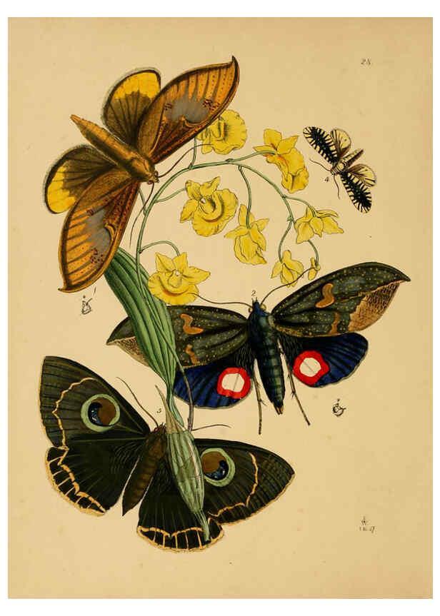 Reproducción/Reproduction 5974840996: The cabinet of oriental entomology London :William Smith, 113 Fleet Street,[1848] 