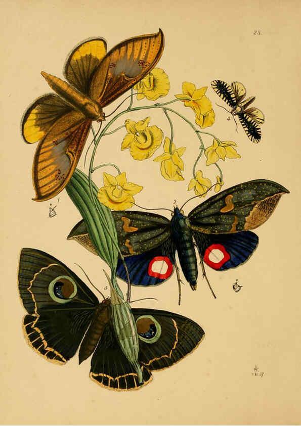 Reproducción/Reproduction 5974840996: The cabinet of oriental entomology London :William Smith, 113 Fleet Street,[1848] 