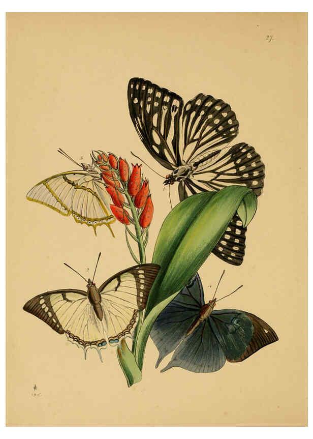 Reproducción/Reproduction 5974280695: The cabinet of oriental entomology London :William Smith, 113 Fleet Street,[1848] 