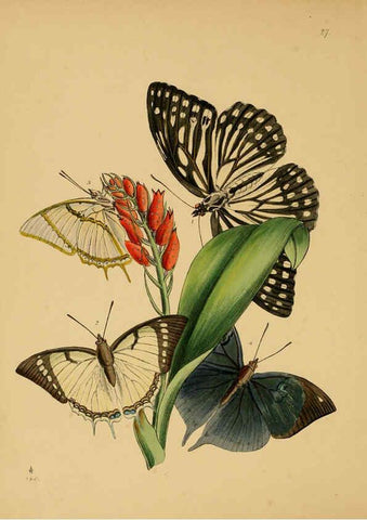 Reproducción/Reproduction 5974280695: The cabinet of oriental entomology London :William Smith, 113 Fleet Street,[1848] 