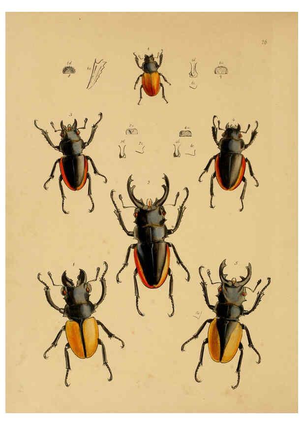 Reproducción/Reproduction 5974281267: The cabinet of oriental entomology London :William Smith, 113 Fleet Street,[1848] 