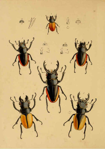Reproducción/Reproduction 5974281267: The cabinet of oriental entomology London :William Smith, 113 Fleet Street,[1848] 