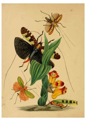 Reproducción/Reproduction 5974281519: The cabinet of oriental entomology London :William Smith, 113 Fleet Street,[1848] 