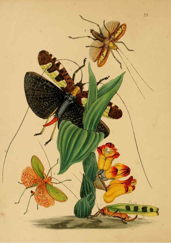 Reproducción/Reproduction 5974281519: The cabinet of oriental entomology London :William Smith, 113 Fleet Street,[1848] 