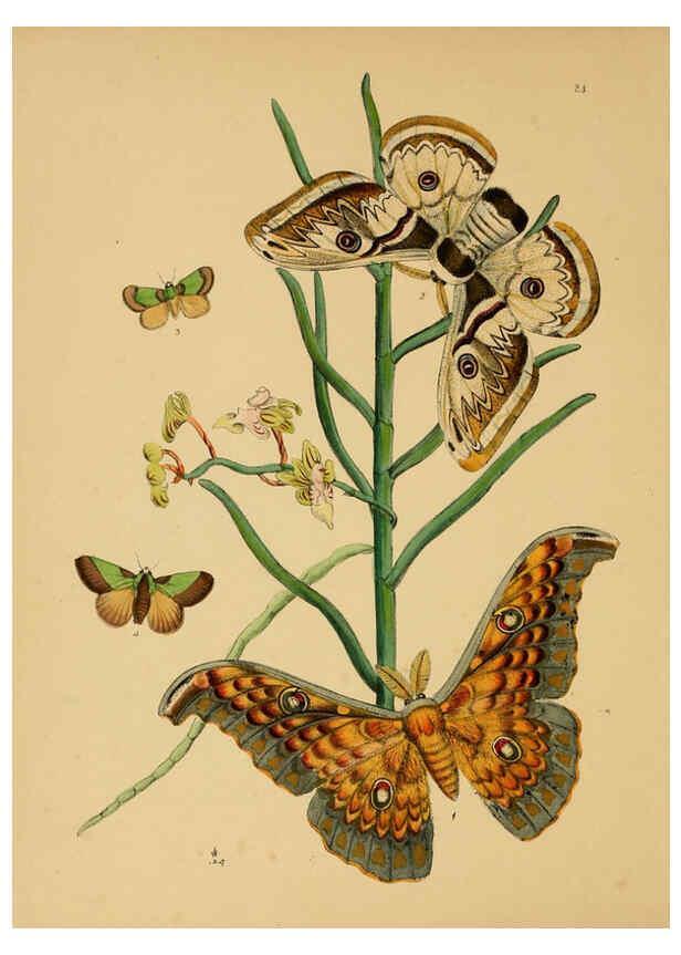 Reproducción/Reproduction 5974281901: The cabinet of oriental entomology London :William Smith, 113 Fleet Street,[1848] 