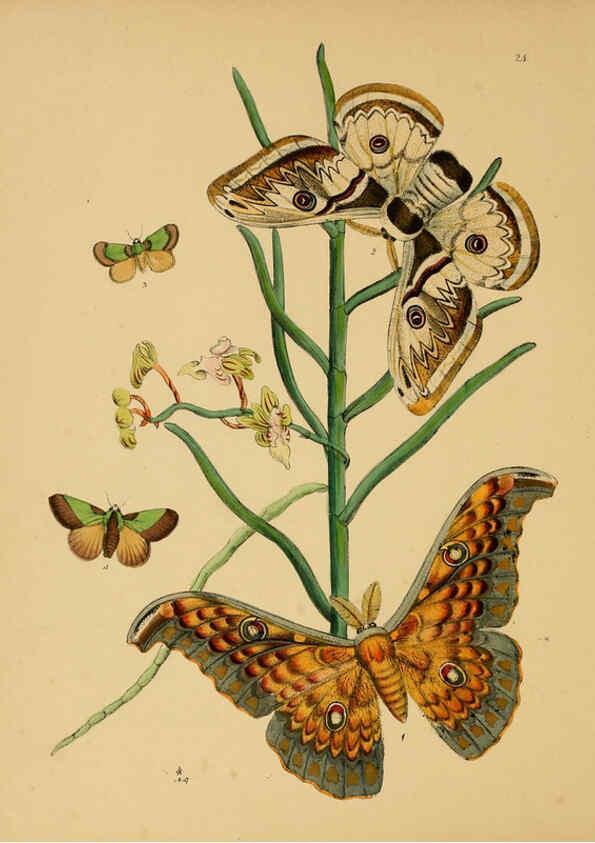 Reproducción/Reproduction 5974281901: The cabinet of oriental entomology London :William Smith, 113 Fleet Street,[1848] 