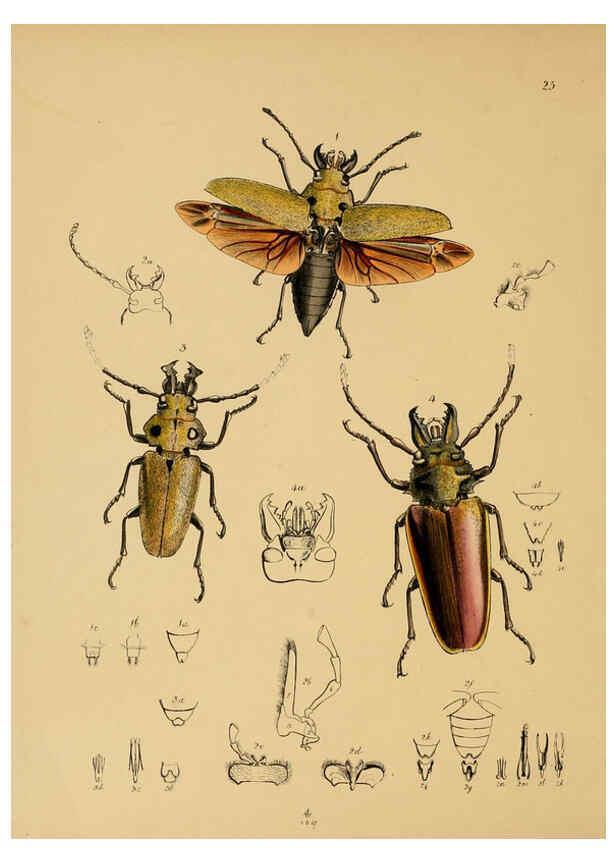 Reproducción/Reproduction 5974282289: The cabinet of oriental entomology London :William Smith, 113 Fleet Street,[1848] 